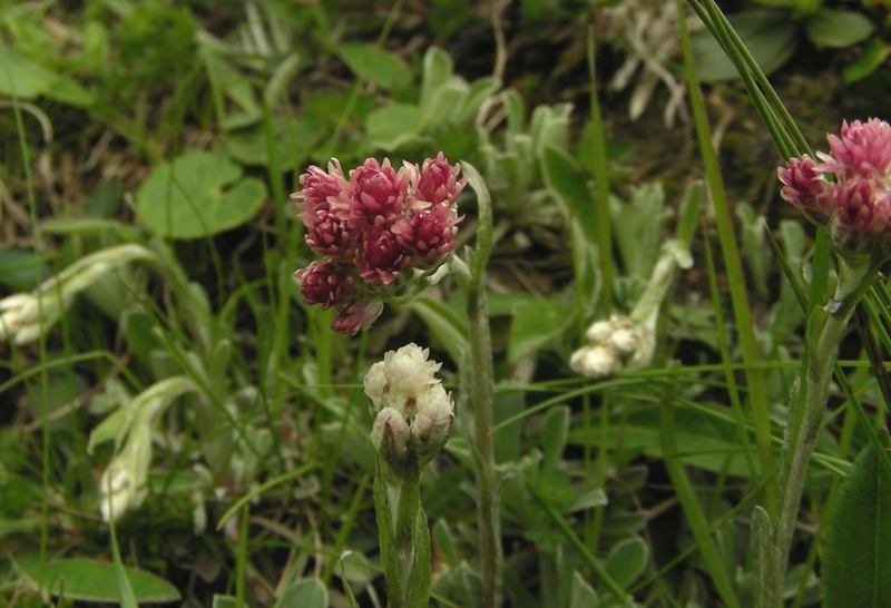 Antennaria dioica